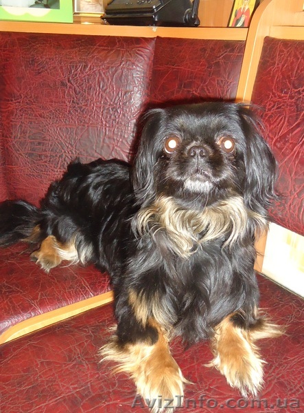 Девочка порода карликовый  пекинес приглашает мальчика, Одесса - <ro>Изображение</ro><ru>Изображение</ru> #1, <ru>Объявление</ru> #199260