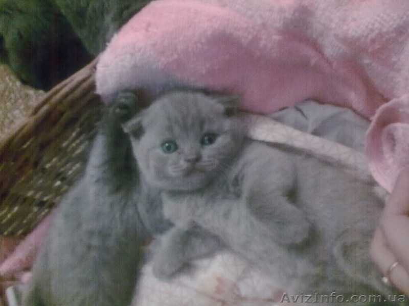 Шотландская вислоухая (скоттиш-фолд) кошечка, лилового окраса - <ro>Изображение</ro><ru>Изображение</ru> #1, <ru>Объявление</ru> #184632