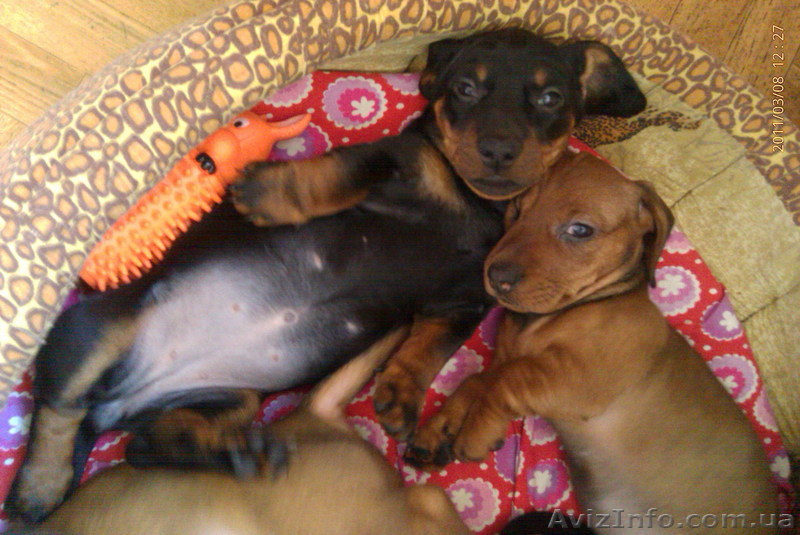 Продам щеочка таксы - <ro>Изображение</ro><ru>Изображение</ru> #1, <ru>Объявление</ru> #204651