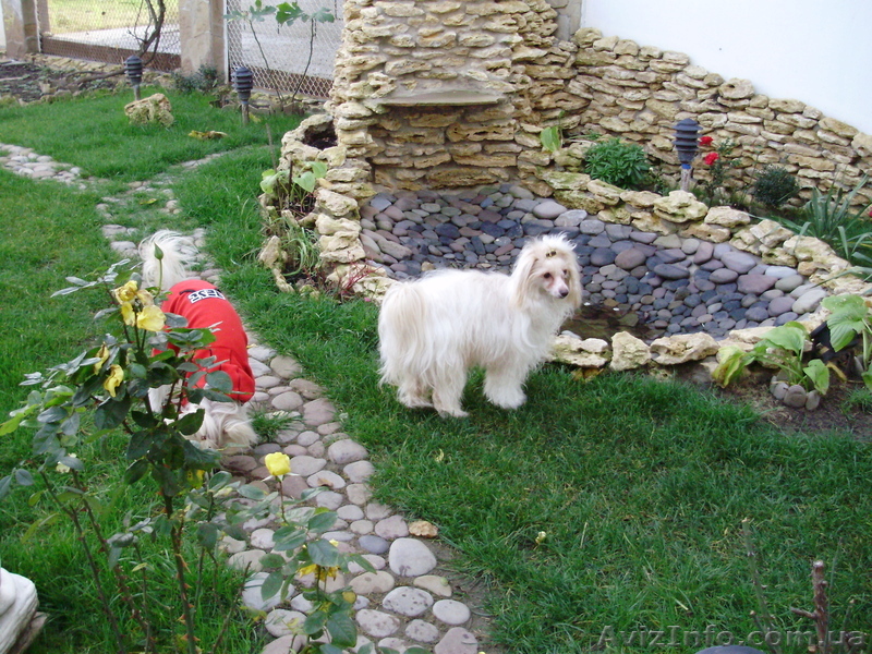 Китайская хохлатая собака. Щенки - <ro>Изображение</ro><ru>Изображение</ru> #1, <ru>Объявление</ru> #202936