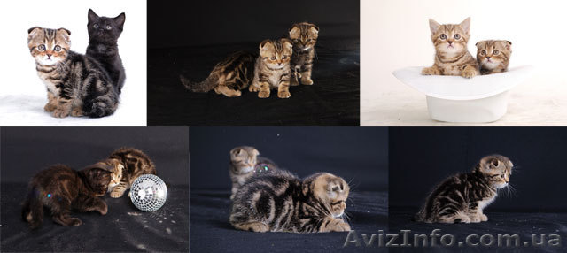 Скоттиш-фолд и скоттиш-страйт. Котята. Продам. - <ro>Изображение</ro><ru>Изображение</ru> #1, <ru>Объявление</ru> #207719