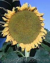 Гибрид подсолнечника MASLIKA-396 - <ro>Изображение</ro><ru>Изображение</ru> #1, <ru>Объявление</ru> #234665