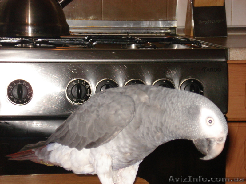 Продам Жако бурохвостого - <ro>Изображение</ro><ru>Изображение</ru> #1, <ru>Объявление</ru> #227966