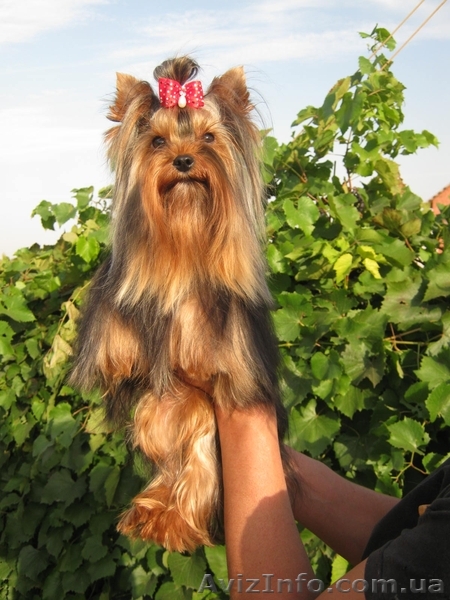 породные щенки йоркширского терьера - <ro>Изображение</ro><ru>Изображение</ru> #1, <ru>Объявление</ru> #237710