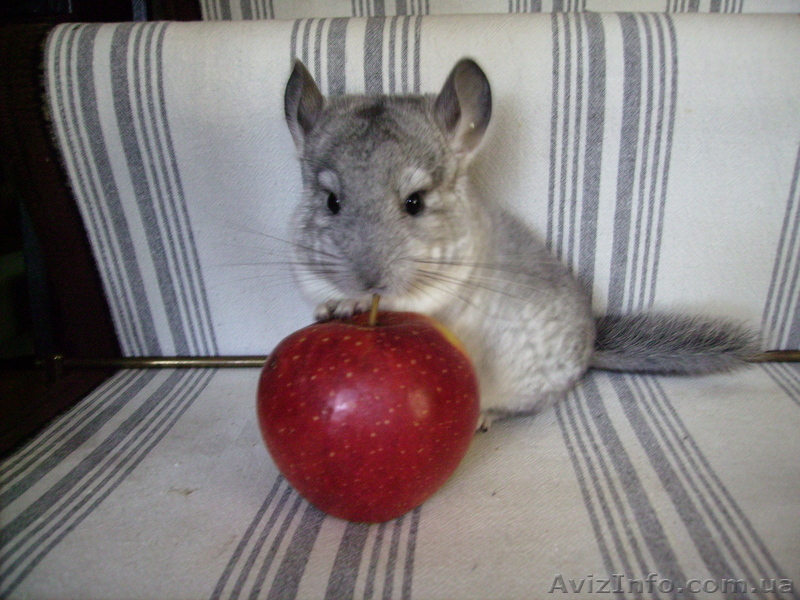шиншиллы в Одессе - <ro>Изображение</ro><ru>Изображение</ru> #1, <ru>Объявление</ru> #235970