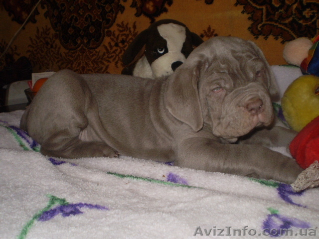 неаполитанский мастиф девочки - <ro>Изображение</ro><ru>Изображение</ru> #1, <ru>Объявление</ru> #218311
