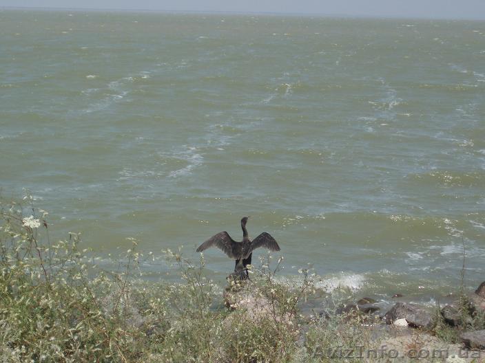 Участок на берегу Черного моря 38 соток. - <ro>Изображение</ro><ru>Изображение</ru> #1, <ru>Объявление</ru> #223343