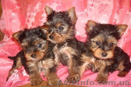Продам щенков йоркширского терьера миники - <ro>Изображение</ro><ru>Изображение</ru> #1, <ru>Объявление</ru> #221384