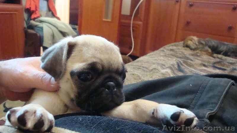 N.S.KALUGINA@I.UA - <ro>Изображение</ro><ru>Изображение</ru> #1, <ru>Объявление</ru> #249805