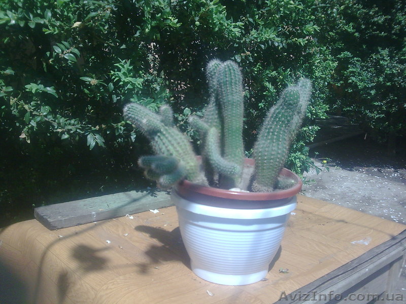 продам композицию из кактусов, 200 грн.,  - <ro>Изображение</ro><ru>Изображение</ru> #1, <ru>Объявление</ru> #257570