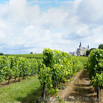 Повышение урожайности виноградников! - <ro>Изображение</ro><ru>Изображение</ru> #1, <ru>Объявление</ru> #297413