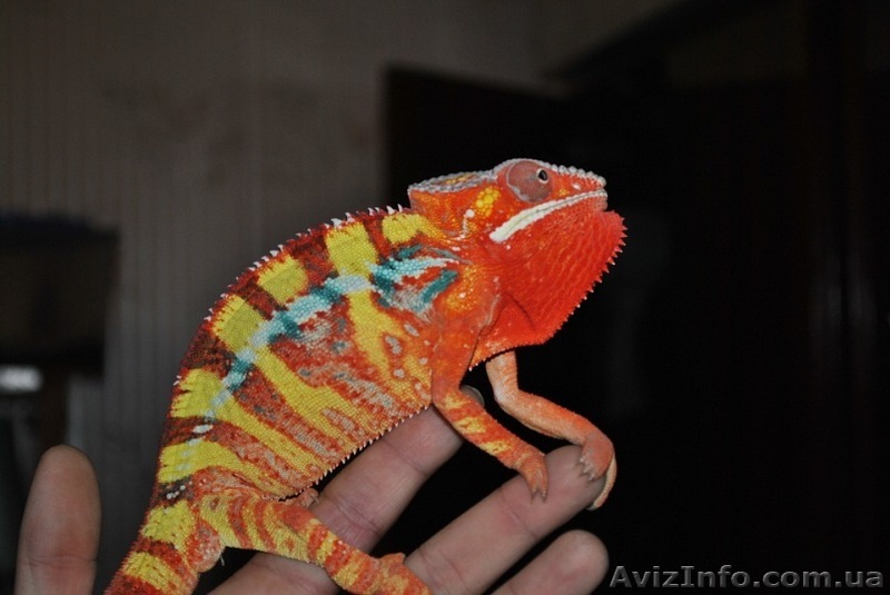 Дешево продам пантеровых хамелеонов - <ro>Изображение</ro><ru>Изображение</ru> #1, <ru>Объявление</ru> #283454