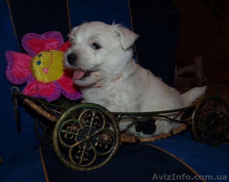 щенки вэст хайленд вайт терьер - <ro>Изображение</ro><ru>Изображение</ru> #1, <ru>Объявление</ru> #308565