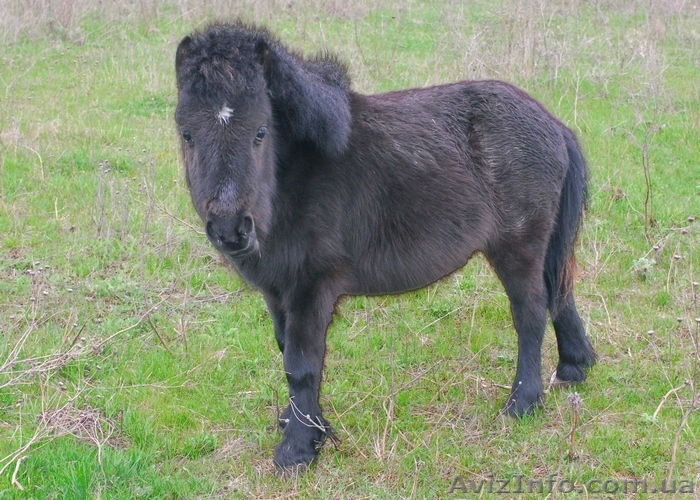 Продаю пони (Украина) - <ro>Изображение</ro><ru>Изображение</ru> #1, <ru>Объявление</ru> #285607