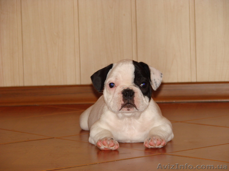 Щеночек французского бульдога - <ro>Изображение</ro><ru>Изображение</ru> #1, <ru>Объявление</ru> #304686