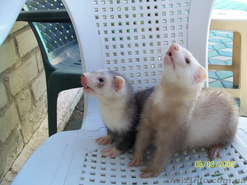 хорьки - фретки... - <ro>Изображение</ro><ru>Изображение</ru> #1, <ru>Объявление</ru> #313826