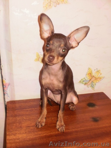 Щенок той терьера. (мальчик) - <ro>Изображение</ro><ru>Изображение</ru> #1, <ru>Объявление</ru> #306349