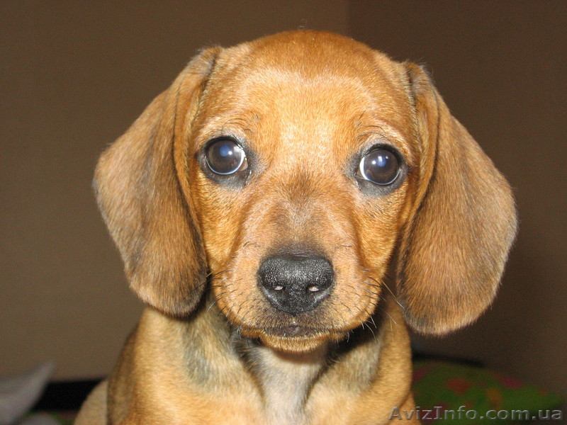 Три сорванца и две лапочки дочки. - <ro>Изображение</ro><ru>Изображение</ru> #1, <ru>Объявление</ru> #335864