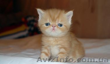 Срочно! Остался один котенок - Экзот, черепашкового окраса, экстримал - <ro>Изображение</ro><ru>Изображение</ru> #1, <ru>Объявление</ru> #330594