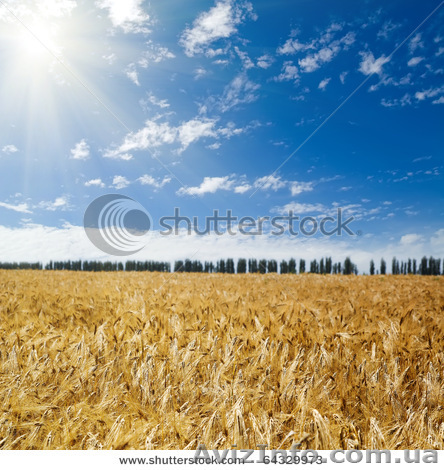 рапса,ячменя,пшеницы - <ro>Изображение</ro><ru>Изображение</ru> #1, <ru>Объявление</ru> #331936