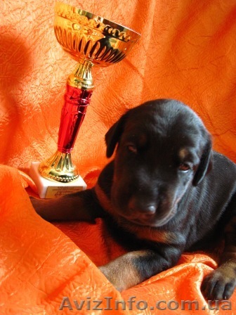 Перспективный щенок добермана - <ro>Изображение</ro><ru>Изображение</ru> #1, <ru>Объявление</ru> #365684