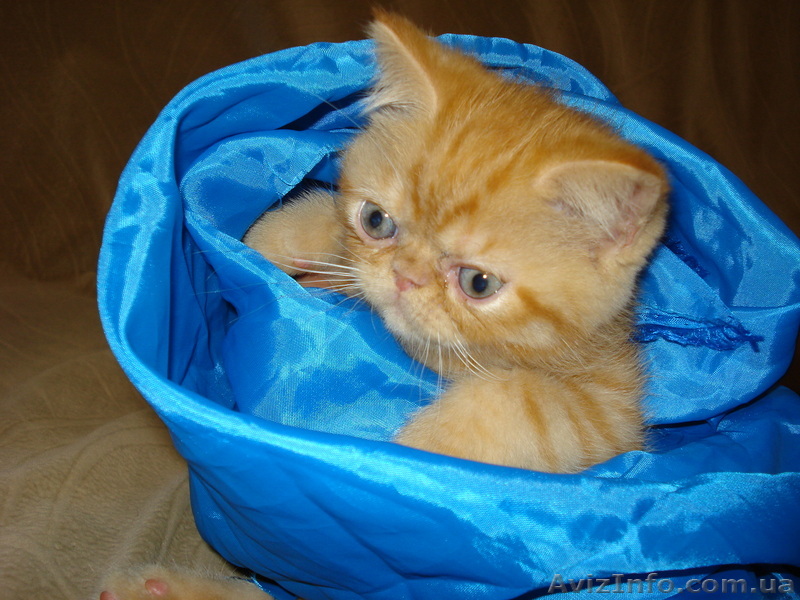 ПЕРС-ЭКЗОТ за 499 грн.   - <ro>Изображение</ro><ru>Изображение</ru> #1, <ru>Объявление</ru> #344441