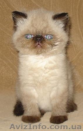 Срочно!!! Гималайский перс-экзот. Голубые глаза. Окрас - колор-поинт - <ro>Изображение</ro><ru>Изображение</ru> #1, <ru>Объявление</ru> #366082