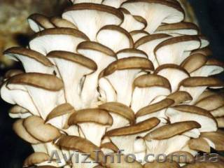 Продаем грибы вешенка - оптом и в розницу, возможна доставка - <ro>Изображение</ro><ru>Изображение</ru> #1, <ru>Объявление</ru> #397188