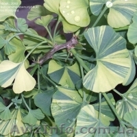 Ищу сортовые формы Гинкго Билоба - <ro>Изображение</ro><ru>Изображение</ru> #1, <ru>Объявление</ru> #414752