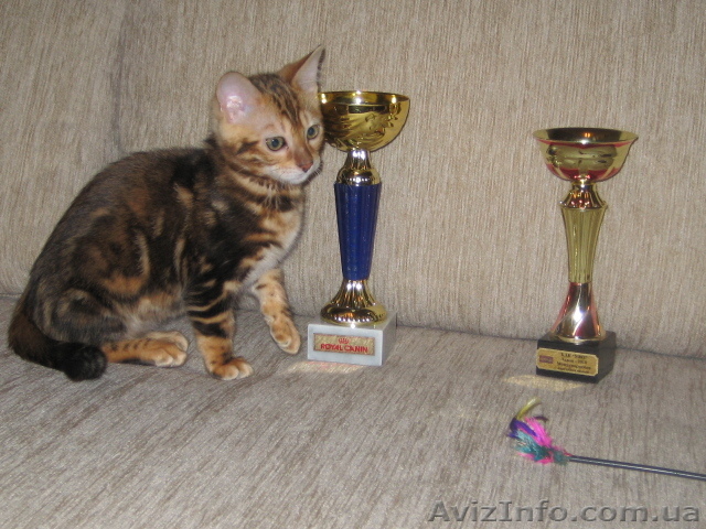 Бенгальские   котята. кот.кошка... - <ro>Изображение</ro><ru>Изображение</ru> #1, <ru>Объявление</ru> #413396