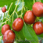 Саженцы финика китайского*унаби*,форзицию - <ro>Изображение</ro><ru>Изображение</ru> #1, <ru>Объявление</ru> #407570