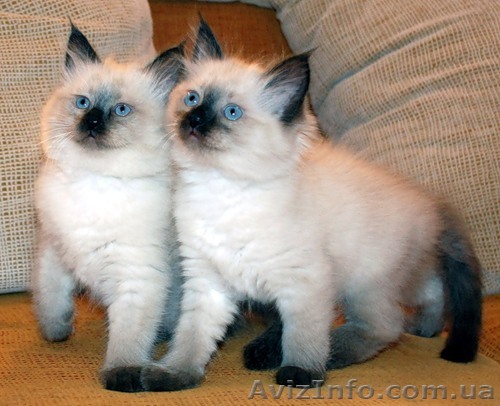 продам тайских котят - <ro>Изображение</ro><ru>Изображение</ru> #1, <ru>Объявление</ru> #413654