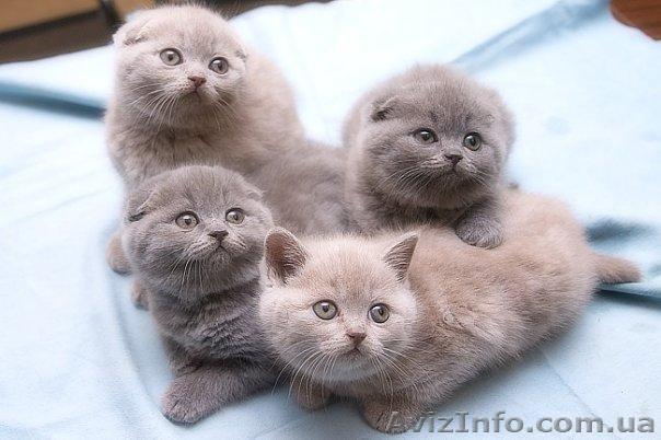 Продаются котята шотландского помета.фолд/страйт - <ro>Изображение</ro><ru>Изображение</ru> #1, <ru>Объявление</ru> #437526