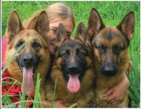 ВСЕ ВИДЫ ДРЕССИРОВКИ СОБАК! - <ro>Изображение</ro><ru>Изображение</ru> #1, <ru>Объявление</ru> #451334