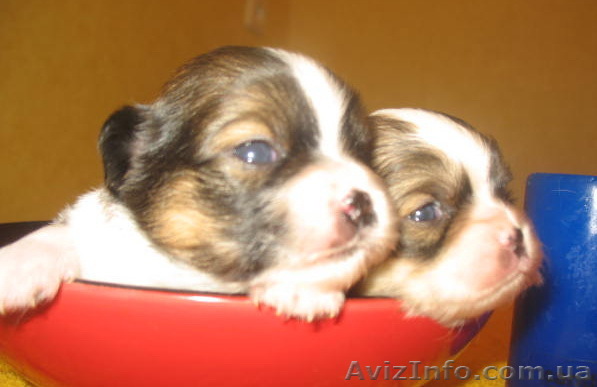  Щенки Чихуа-хуа - <ro>Изображение</ro><ru>Изображение</ru> #1, <ru>Объявление</ru> #446948