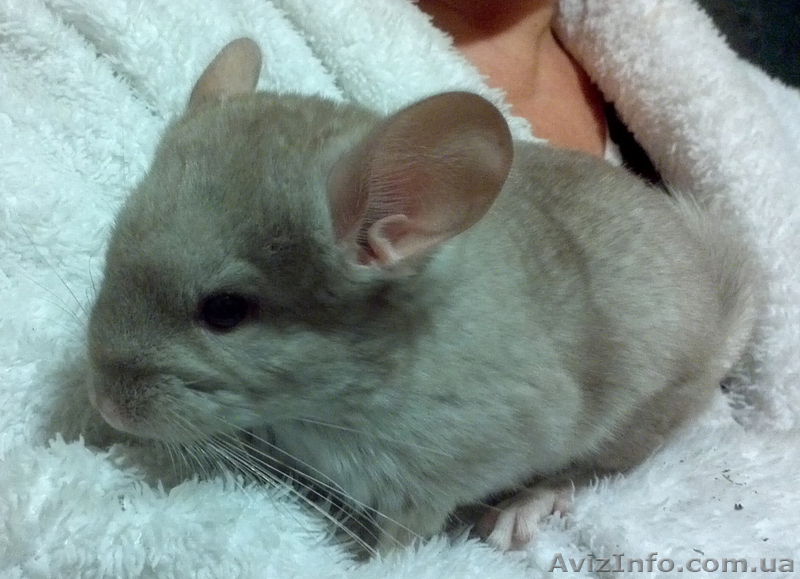 ПРОДАМ шиншиллу дев.гетеробежевая - <ro>Изображение</ro><ru>Изображение</ru> #1, <ru>Объявление</ru> #451805