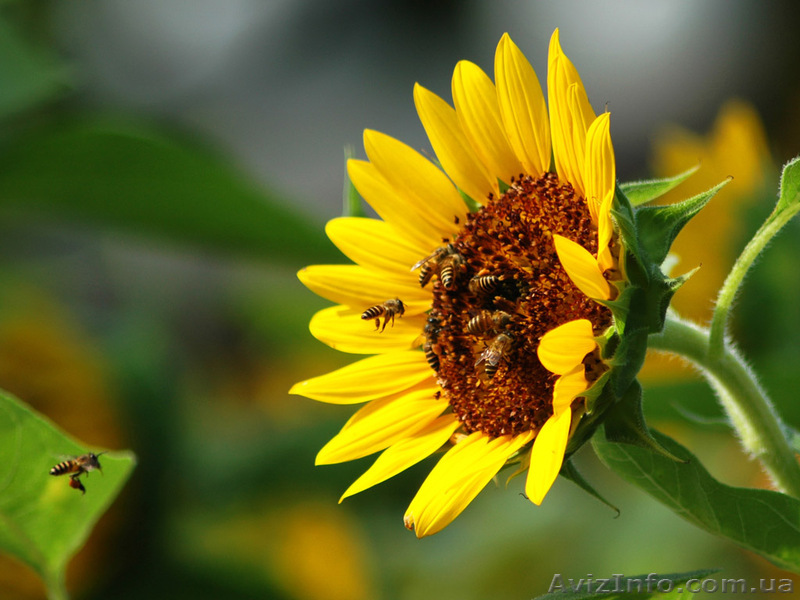 семена подсолнуха,кукурузы - <ro>Изображение</ro><ru>Изображение</ru> #1, <ru>Объявление</ru> #436399