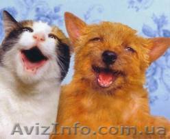 Приют для животных - <ro>Изображение</ro><ru>Изображение</ru> #1, <ru>Объявление</ru> #447528