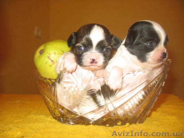 Продам щенков очаровашек  Чихуашек - <ro>Изображение</ro><ru>Изображение</ru> #1, <ru>Объявление</ru> #457803