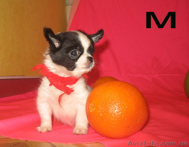 Продам  Чихуа-хуа - щенки очаровашки - <ro>Изображение</ro><ru>Изображение</ru> #1, <ru>Объявление</ru> #501539