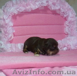  Щенки  Чихуа-хуа - <ro>Изображение</ro><ru>Изображение</ru> #1, <ru>Объявление</ru> #513563