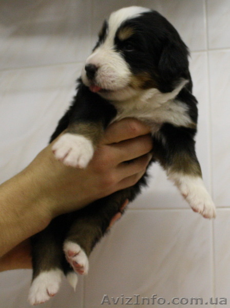 Продадим щенков породы Бернский зенненхунд.  - <ro>Изображение</ro><ru>Изображение</ru> #1, <ru>Объявление</ru> #498929