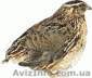Продам перепела различных пород - <ro>Изображение</ro><ru>Изображение</ru> #1, <ru>Объявление</ru> #494661