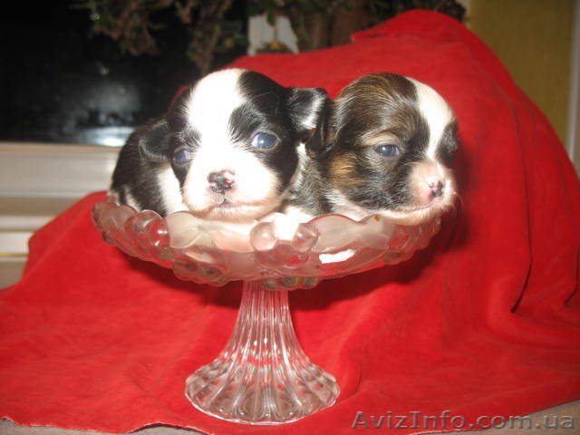 Продам Чихуа-хуа 1 месяц - <ro>Изображение</ro><ru>Изображение</ru> #1, <ru>Объявление</ru> #496906