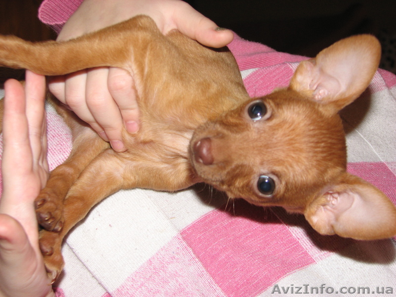 продам щенков русского той терьера красного - <ro>Изображение</ro><ru>Изображение</ru> #1, <ru>Объявление</ru> #488519