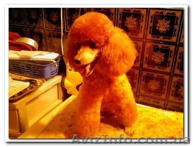 продажа щенков пуделя - <ro>Изображение</ro><ru>Изображение</ru> #1, <ru>Объявление</ru> #487541