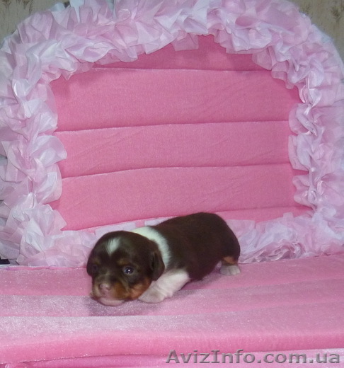 Продам  Чихуа-хуа - щенки из питомника - <ro>Изображение</ro><ru>Изображение</ru> #1, <ru>Объявление</ru> #510686
