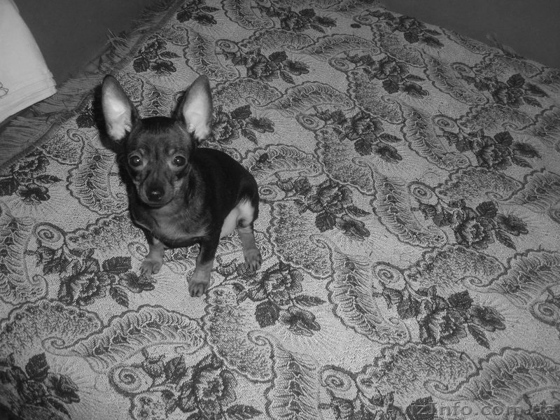 продам щенка Той-терьера - <ro>Изображение</ro><ru>Изображение</ru> #1, <ru>Объявление</ru> #499334