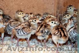 Продам суточного птенца перепела - <ro>Изображение</ro><ru>Изображение</ru> #1, <ru>Объявление</ru> #517169