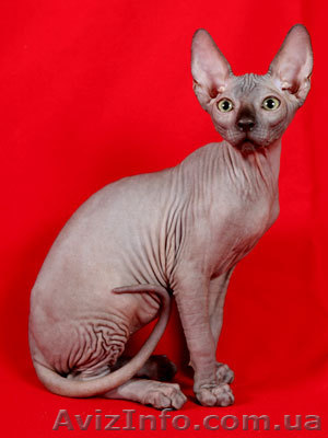 Сфинкс канадский - <ro>Изображение</ro><ru>Изображение</ru> #1, <ru>Объявление</ru> #514161